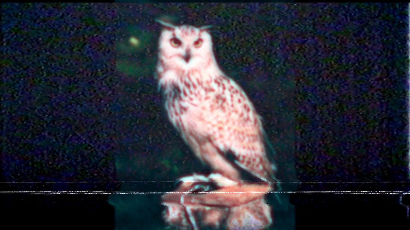 An owl on a perch